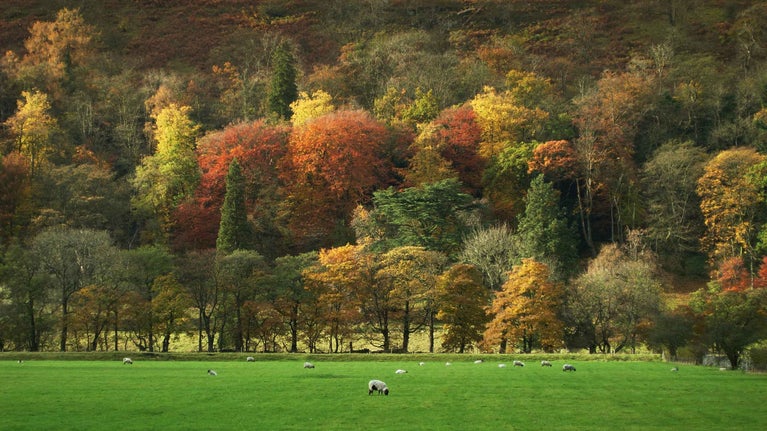 Redmire Wood showing autumn colours with sheep grazing in the foreground